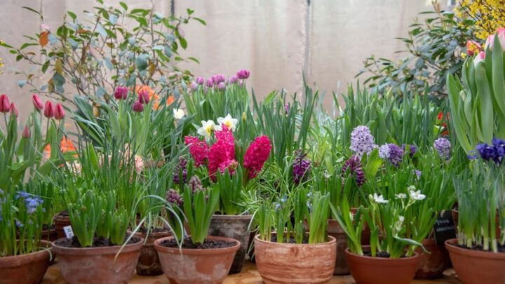 Zimowe cebulki kwiatowe i rośliny do kolorowych doniczek ogrodowych